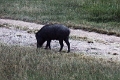 39_traversee_parc_animalier_020