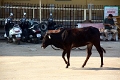 40_mysore_chamundi_010