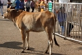 40_mysore_chamundi_011