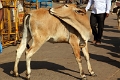 40_mysore_chamundi_018