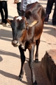 40_mysore_chamundi_019
