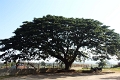 50_halebid_hoysaleshwara_004