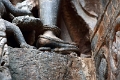 50_halebid_hoysaleshwara_065