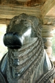 50_halebid_hoysaleshwara_082