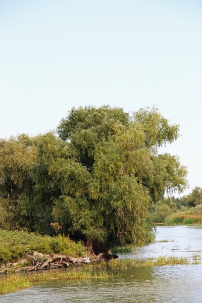 14_delta_116.jpg