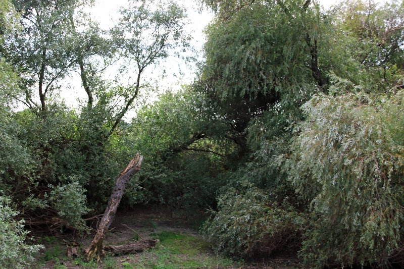 14_delta_209.jpg