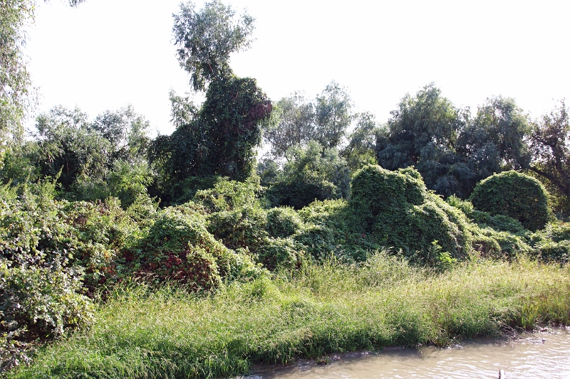 14_delta_231.jpg