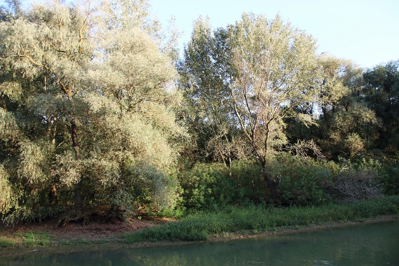 14_delta_300.jpg