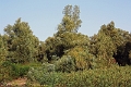 14_delta_042