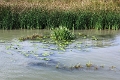 14_delta_144