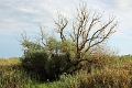14_delta_225
