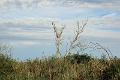 14_delta_238