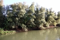 14_delta_295