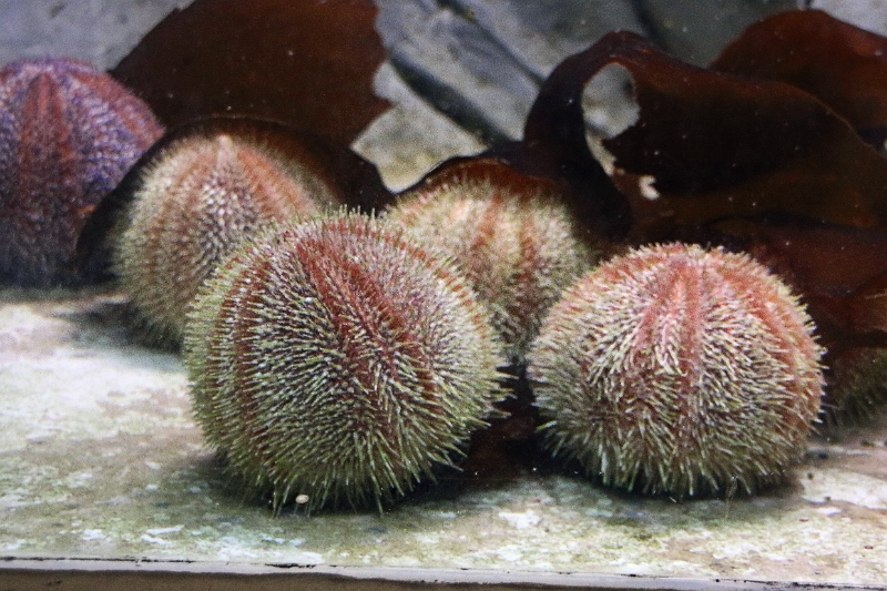 01_ocearium_006.jpg