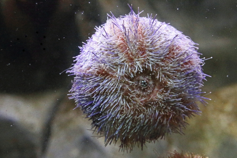 01_ocearium_007.jpg