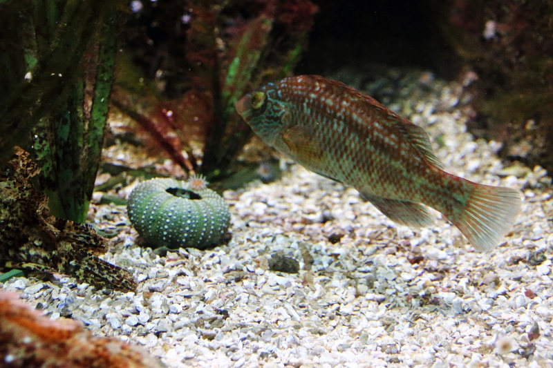 01_ocearium_009.jpg
