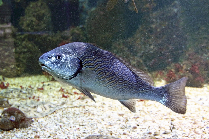 01_ocearium_011.jpg