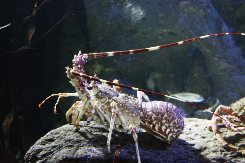01_ocearium_017.jpg