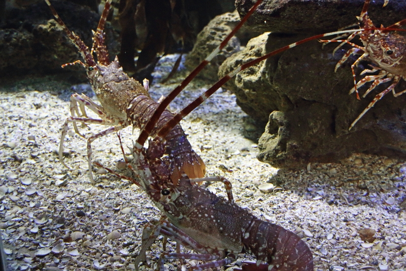 01_ocearium_018.jpg