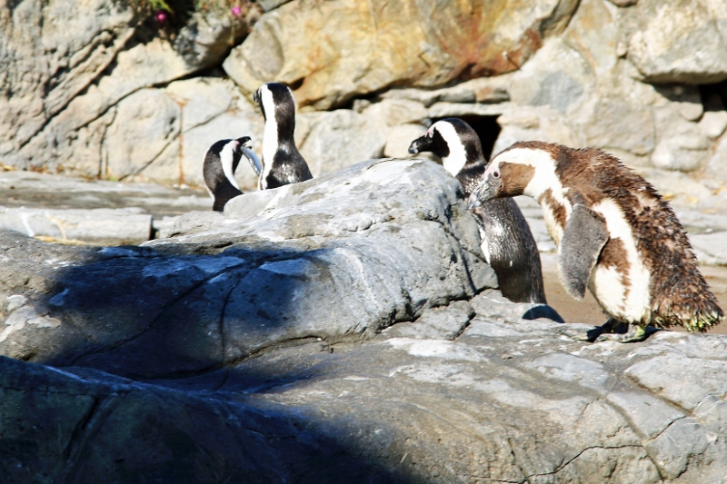 01_ocearium_029.jpg
