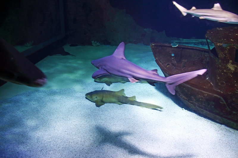 01_ocearium_034.jpg
