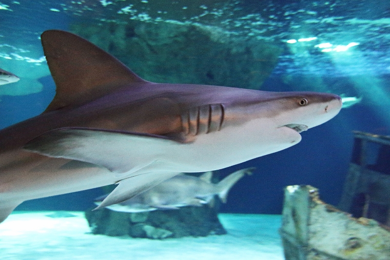 01_ocearium_036.jpg