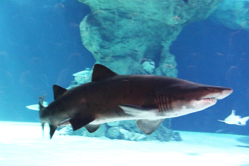 01_ocearium_039.jpg
