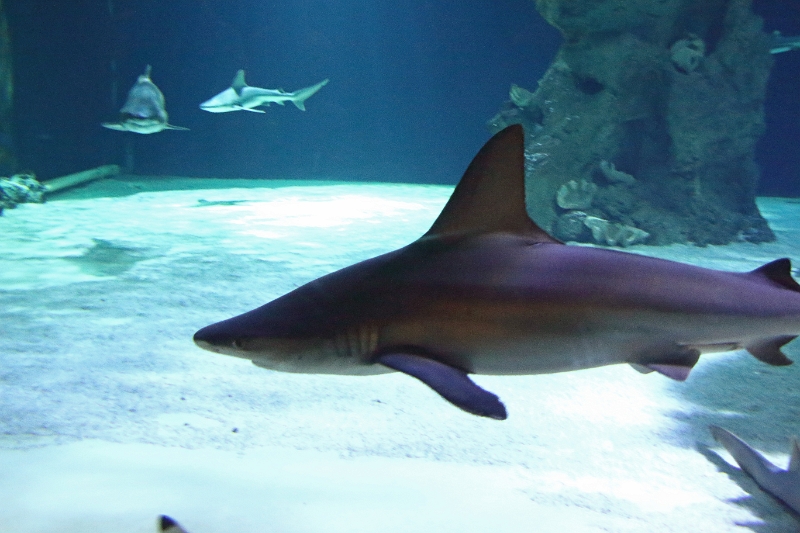 01_ocearium_041.jpg