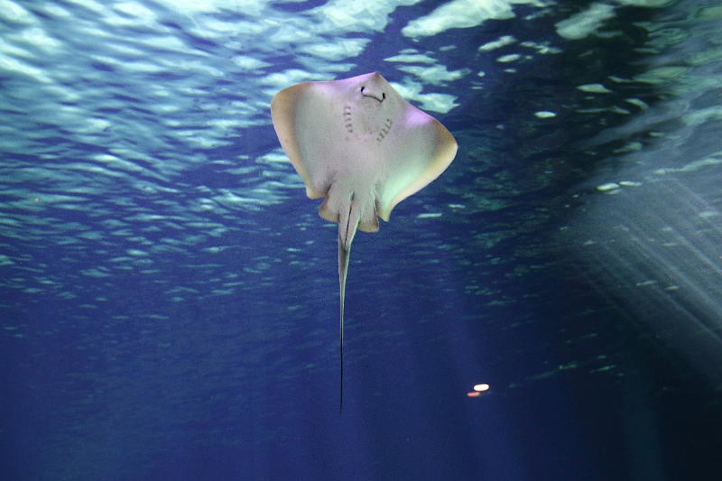 01_ocearium_044.jpg