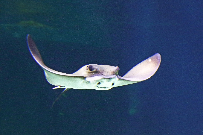 01_ocearium_045.jpg