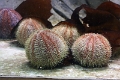01_ocearium_006