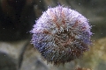 01_ocearium_007
