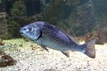 01_ocearium_011