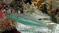 01_ocearium_013