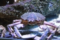 01_ocearium_014