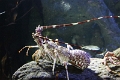 01_ocearium_017
