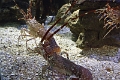 01_ocearium_018