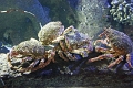 01_ocearium_019