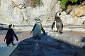 01_ocearium_025