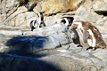 01_ocearium_029