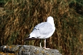 01_ocearium_032