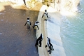 01_ocearium_033