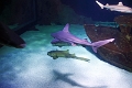 01_ocearium_034