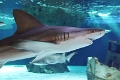 01_ocearium_036