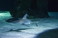 01_ocearium_037