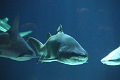 01_ocearium_038