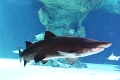 01_ocearium_039