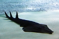 01_ocearium_040