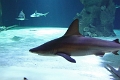 01_ocearium_041