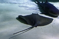 01_ocearium_042